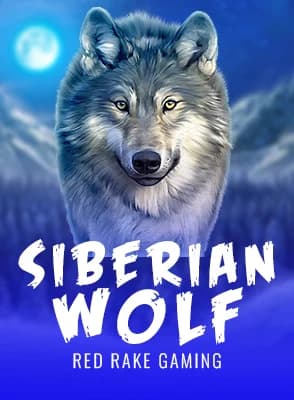 Siberian Wolf